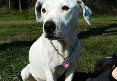 ARIEL: Cane con tumore al cuore dopo 1 anno di terapia ARIEL: Cane con tumore al cuore dopo 1 anno di terapia