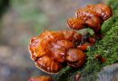 Ganoderma Lucidum, il fungo della longevità dono degli dei