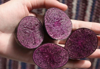 Conosci la patata viola? Conosci la patata viola?