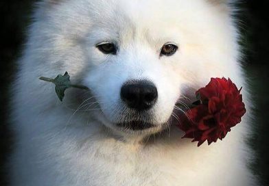 KIMBA: il cane attore