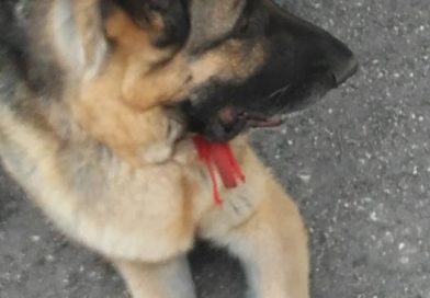 MYA: una nuova speranza MYA: una nuova speranza