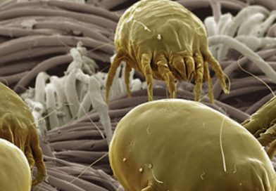 Miliardi di acari in un cuscino ecco cosa fare per combatterli Miliardi di acari in un cuscino ecco cosa fare per combatterli
