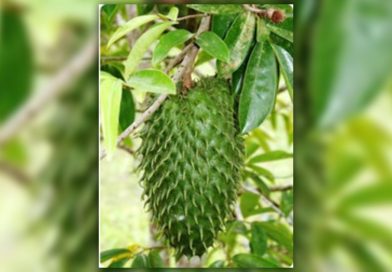 Graviola: Annona Muricata
