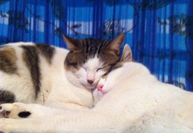 KIMBA: sospetto di un tipo di leucemia.. oggi vivo e felice! KIMBA: sospetto di un tipo di leucemia.. oggi vivo e felice!