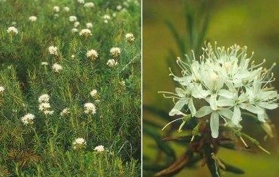 Ledum Palustre, rimedio naturale per evitare di essere punti dalle zanzare Ledum Palustre, rimedio naturale per evitare di essere punti dalle zanzare