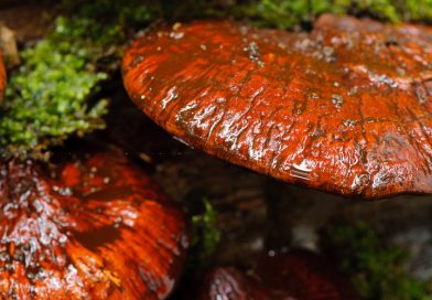 TG3, Ganoderma e altri funghi prevenzione e supporto per cure mediche.
