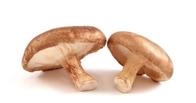 Il fungo Shiitake – Il principe dei funghi medicinali