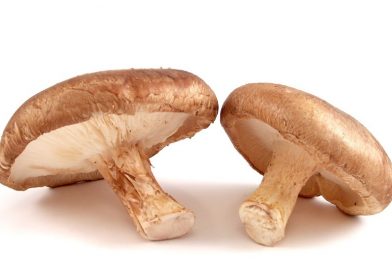 Il fungo Shiitake – Il principe dei funghi medicinali Il fungo Shiitake – Il principe dei funghi medicinali