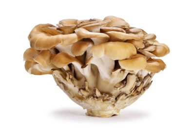 MAITAKE (GRIFOLA FRONDOSA) – FUNGHI MEDICINALI MAITAKE (GRIFOLA FRONDOSA) – FUNGHI MEDICINALI