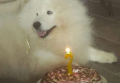 Kimba auguri: buon 7° compleanno! Kimba auguri: buon 7° compleanno!