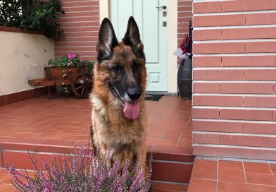 Lucky: ora è vivace, scodinzola e ripulisce sempre la sua ciotola Lucky: ora è vivace, scodinzola e ripulisce sempre la sua ciotola
