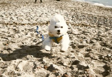 MIMI: sempre più in forma MIMI: sempre più in forma