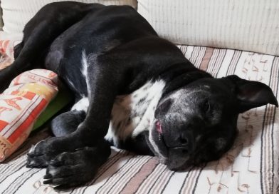 ZEUS: dopo la neoplasia ha ripreso subito a camminare ZEUS: dopo la neoplasia ha ripreso subito a camminare