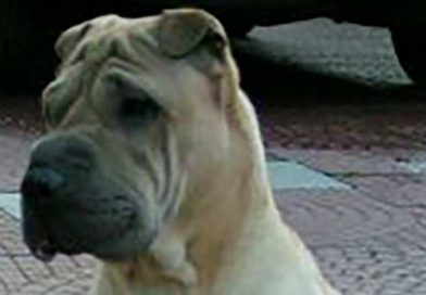 OSCAR: sharpey fantastico di 14 anni guarito