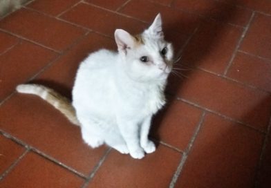 BASTIÀ: dolori alla spina dorsale scatenati da grave gastrite.. sta meglio! BASTIÀ: dolori alla spina dorsale scatenati da grave gastrite.. sta meglio!