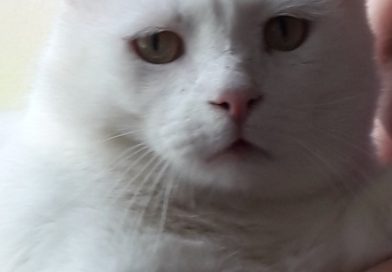 TYSON: Rinato TYSON: Rinato
