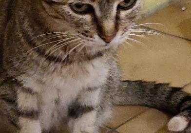 NICOLE: il gatto con Stomatite NICOLE: il gatto con Stomatite