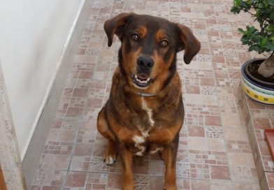 SCJANTY: linfonodi, dopo 5/6 settimane è tornate il giocherellone di una volta SCJANTY: linfonodi, dopo 5/6 settimane è tornate il giocherellone di una volta