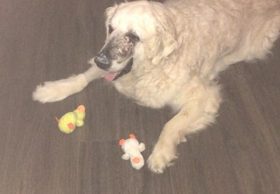 BEN: la rinascita
