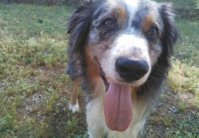 ANUBIS: Australiano di 9 anni guarito agli occhi ANUBIS: Australiano di 9 anni guarito agli occhi