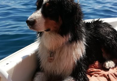 KALÈ: osteosarcoma alla zampa .. è tornata allegra come sempre! KALÈ: osteosarcoma alla zampa .. è tornata allegra come sempre!