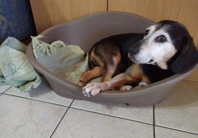 BOBY: dopo tre anni sempre con noi