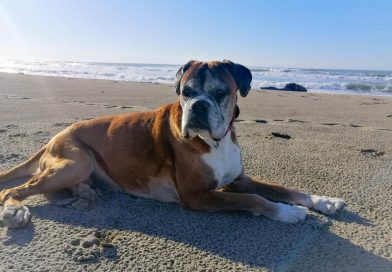 KIRA: boxer di 12 anni e mezzo con massa polmonare e metastasi ridotta in un mese e mezzo KIRA: boxer di 12 anni e mezzo con massa polmonare e metastasi ridotta in un mese e mezzo