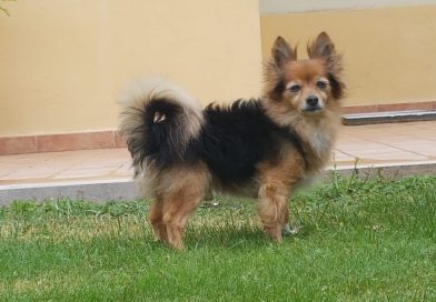 CHARLIE: 15 anni e la gioia di vivere